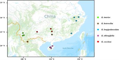 RAD-Seq and Ecological Niche Reveal Genetic Diversity, Phylogeny, and Geographic Distribution of Kadsura interior and Its Closely Related Species